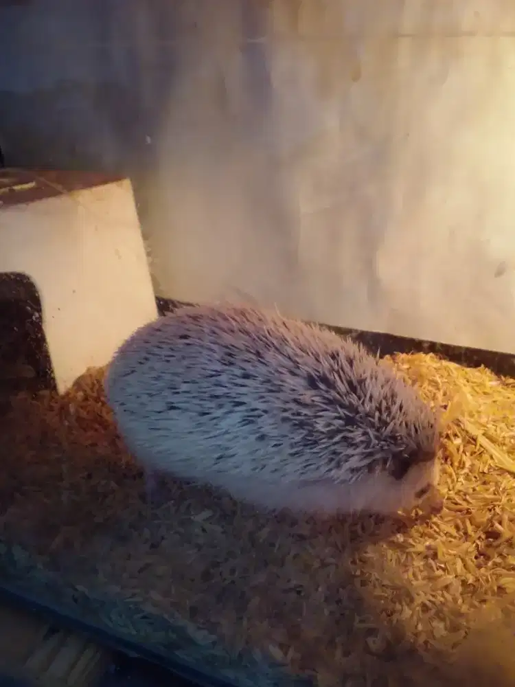 Landak Mini Jantan INDUKAN