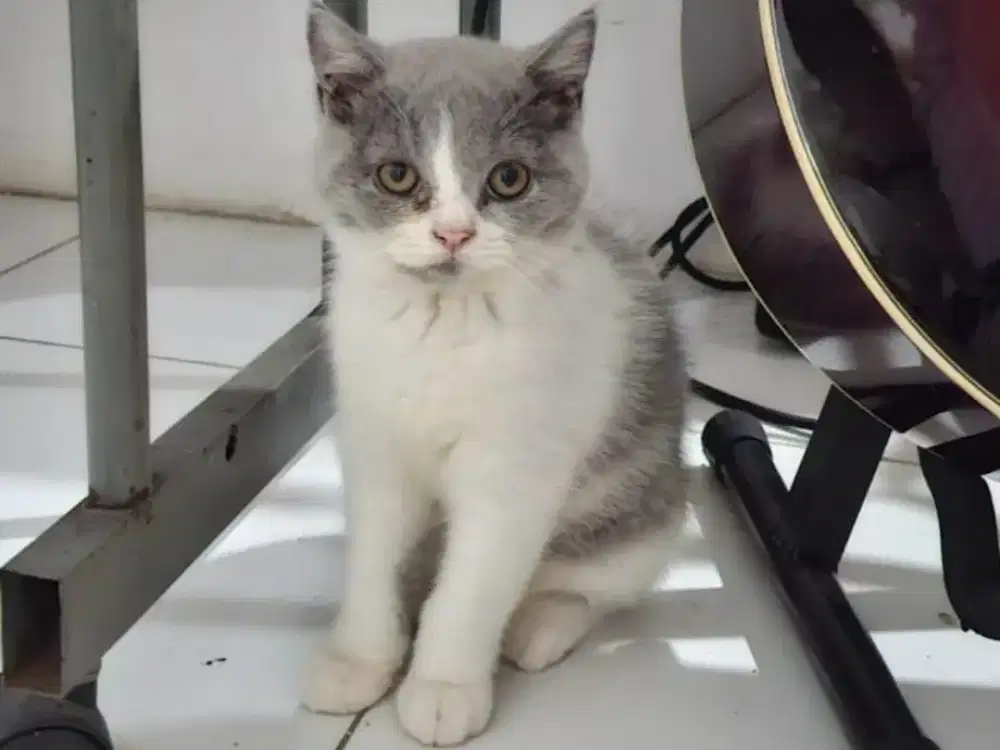 Open adopt kucing British Shorthair BSH kitten bicolor