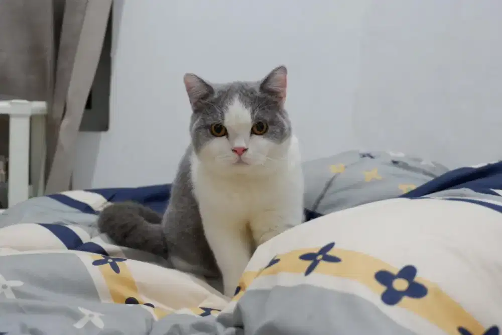 Open adopt kucing british shorthair BSH bicolor (indukan)