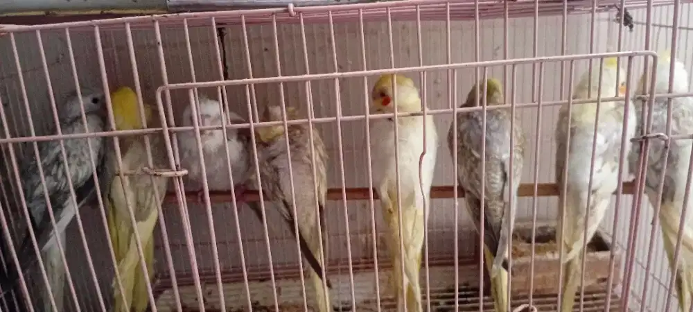 Jual anakan/lolohan parkit Australia/falk