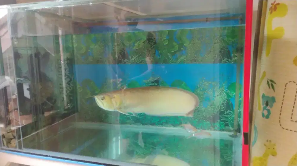 Ikan arwana perak silver 35cm