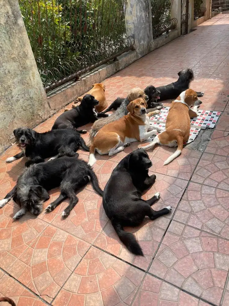 Cari art yg penyayang anjing, menginap