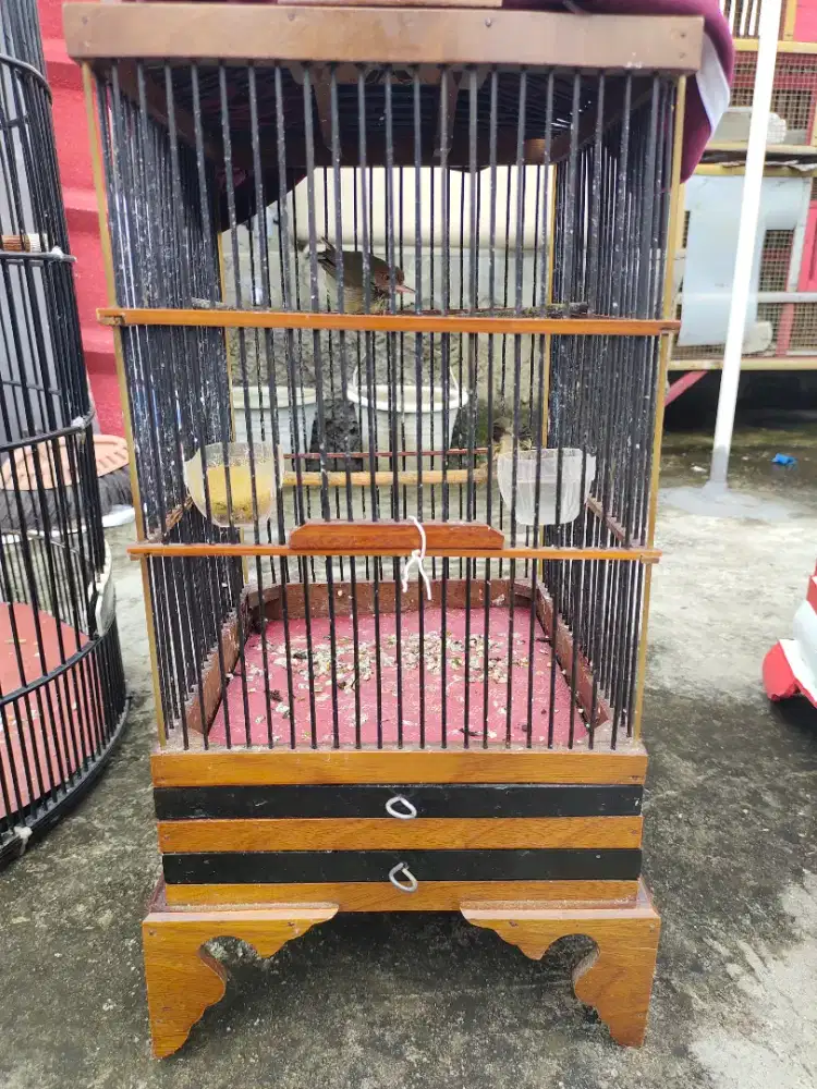 Burung Prenjak Gacor Sepasang Fullset