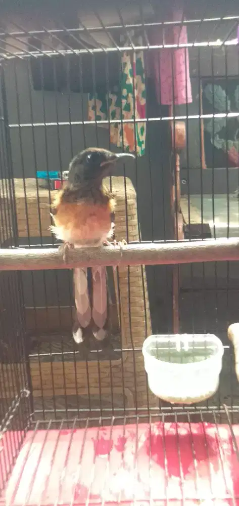 Murai batu trotol usia 2,5 bln up