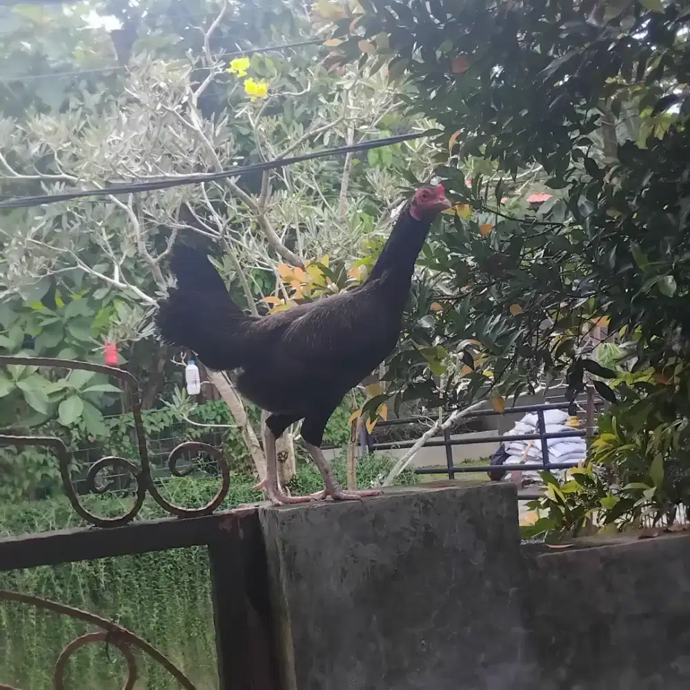 Ayam Kampung betina sudah bertelur