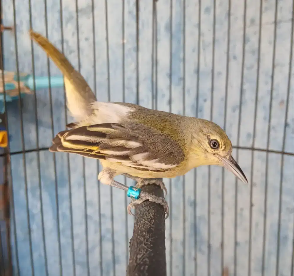 Burung sirpu gacor 24 jam