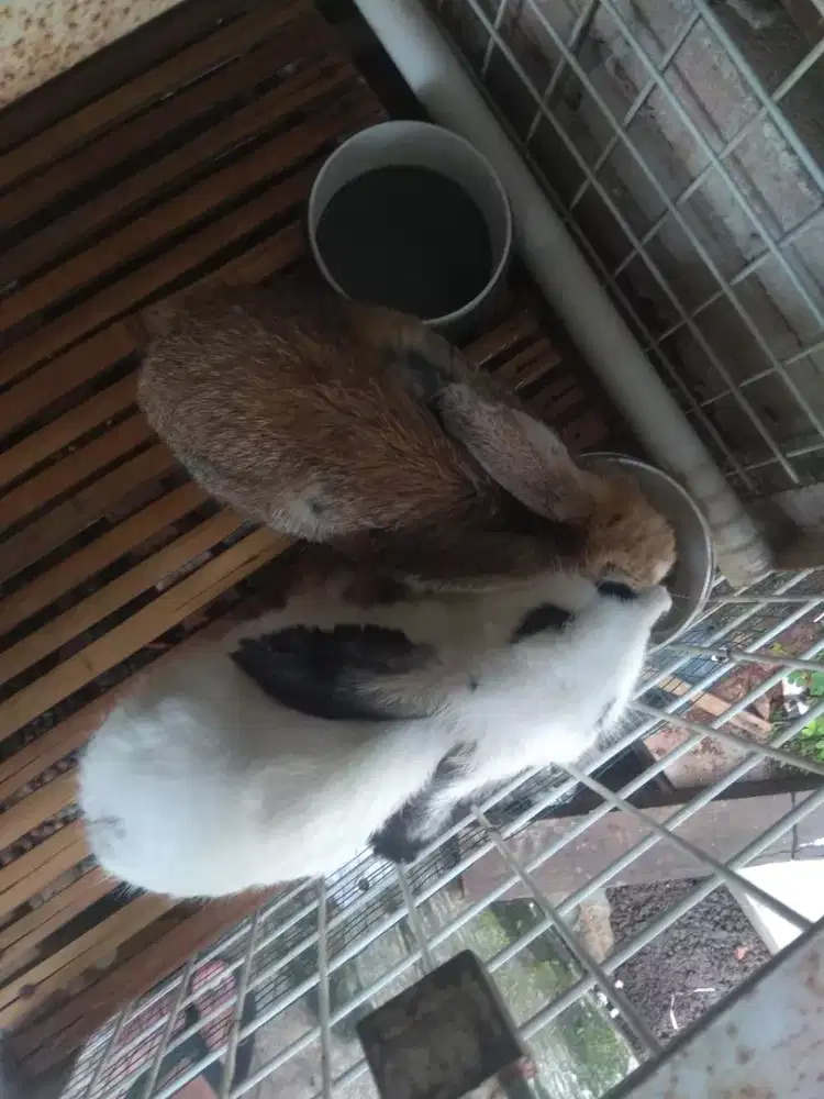 KELINCI 3 EKOR DIJUAL