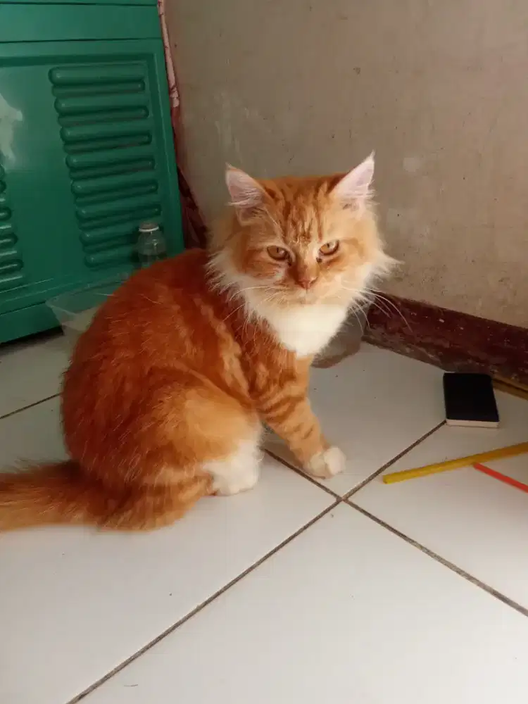 Lepas adopsi kucing Persia betina