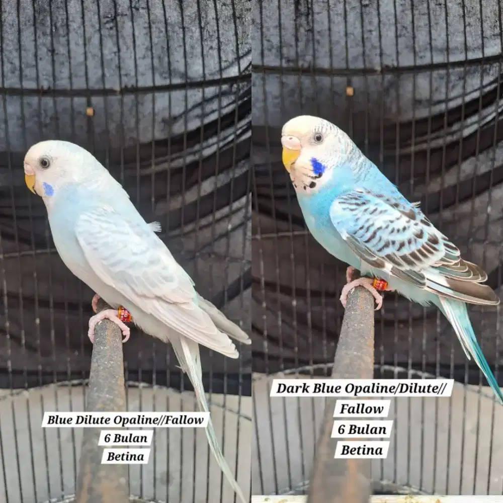 Burung Parkit Remaja Blue Opaline & Blue Dilute Opaline