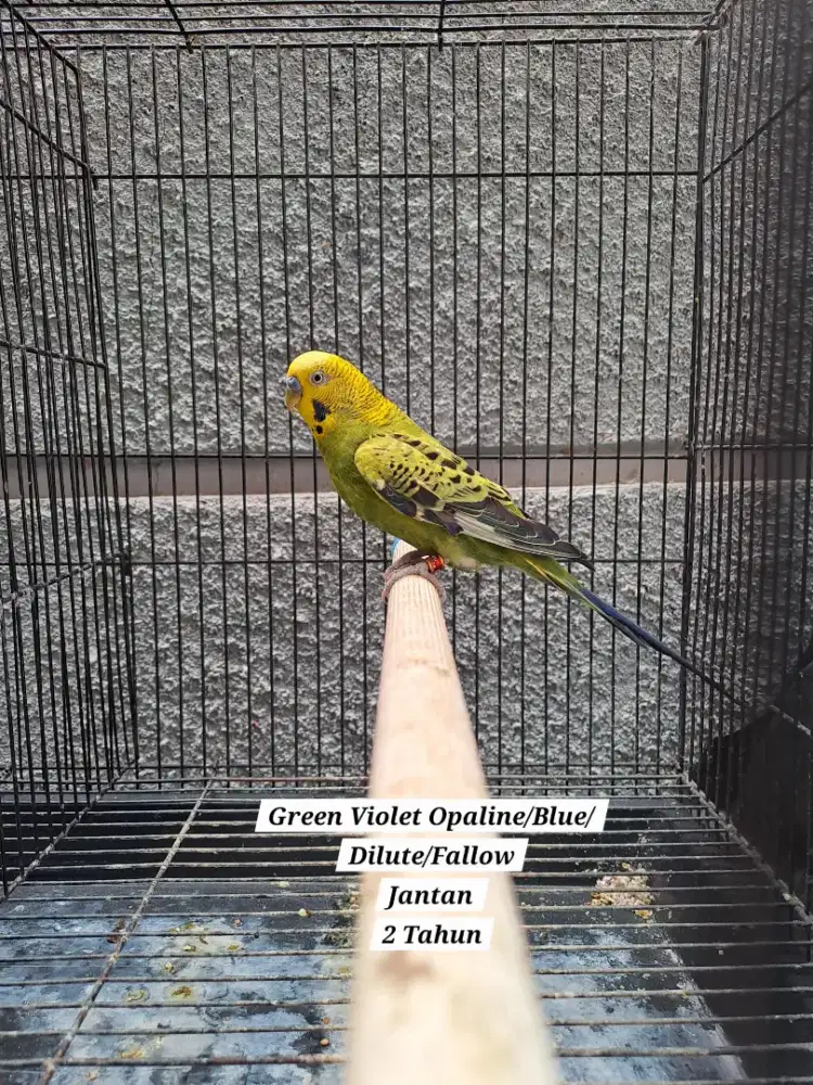 Burung Parkit Green Vio Opaline & Yellowface Opaline Fallow Rec.Pied