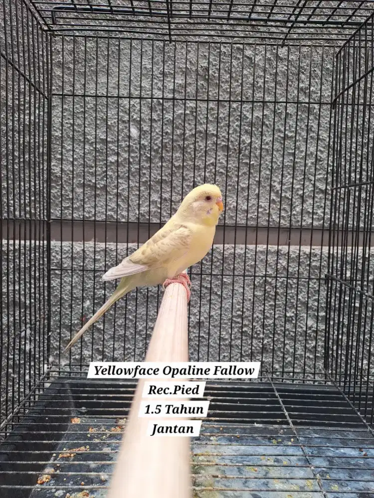 Burung Parkit Yellowface Opaline Fallow Rec.Pied