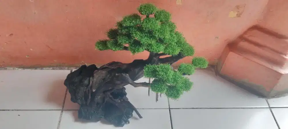 Bonsai akuarium