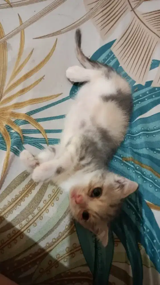 Scottish fold calico