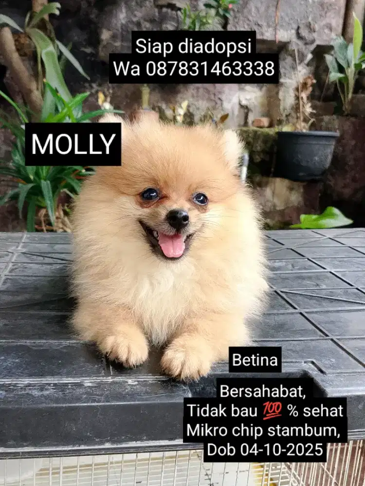 POMERIAN ASLI... Keturanan chanpion