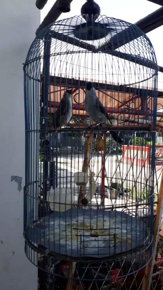 Kutilang hibrid jodoan .kutilang dan trucuk