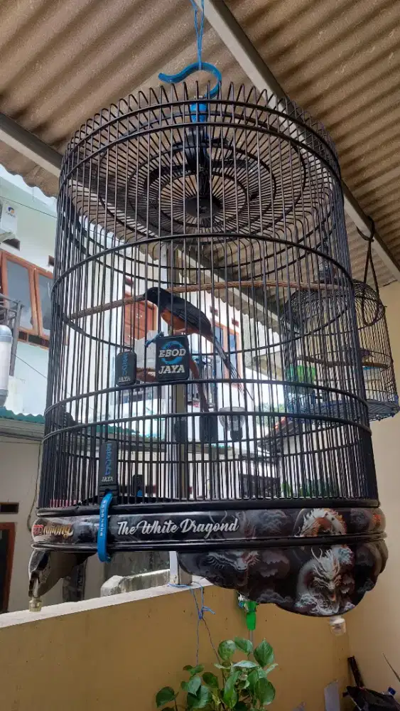 Murai batu hutan medan