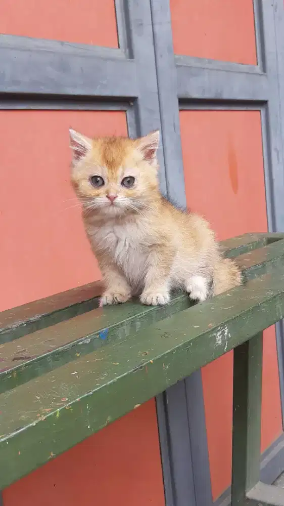 BSH golden NY12 Jantan