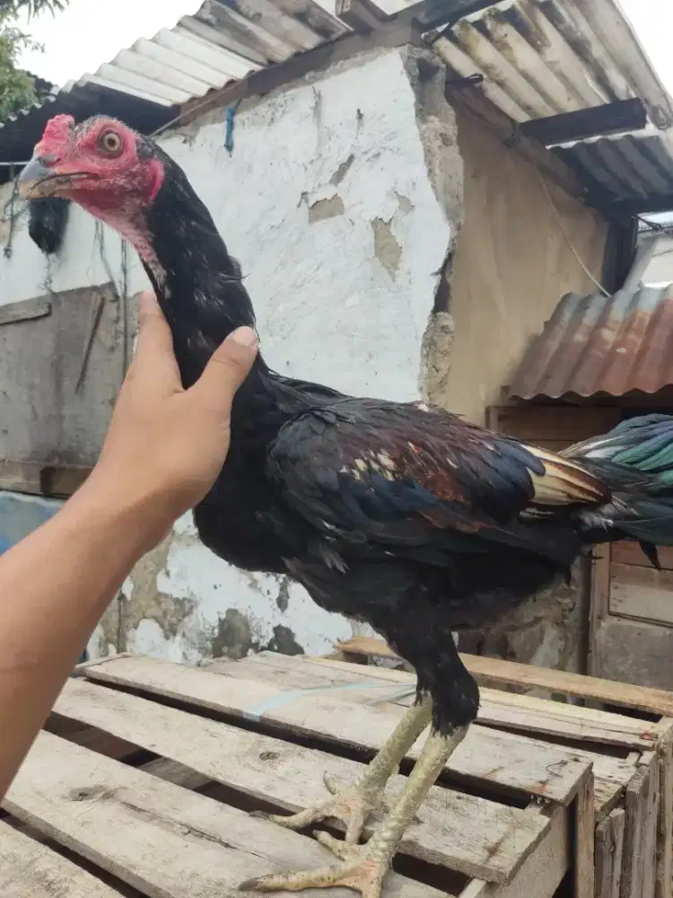 Ayam Bangkok mangon pama