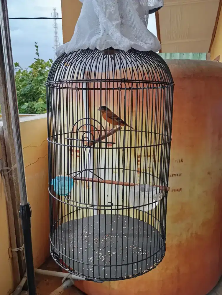 Burung Fullset Red Riskin
