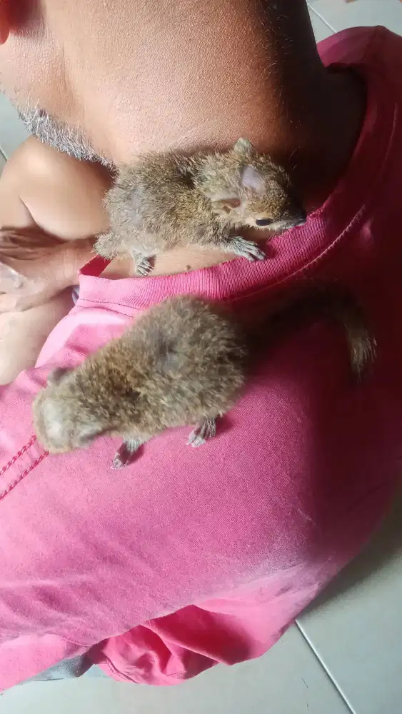 Anak tupai jinak dua ekor umur 2 bulan
