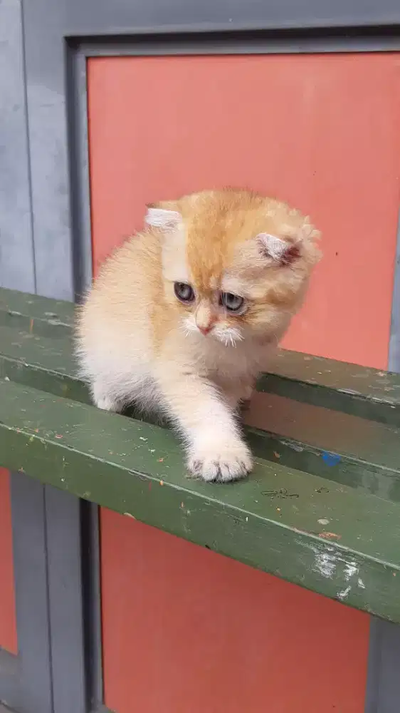 BSH Golden double fold NY12 Betina