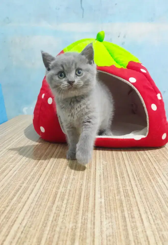 BSH munchkin NS kitten