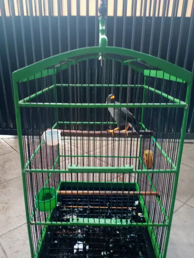 Jalak kebo rajin anteng 200 pullset nego