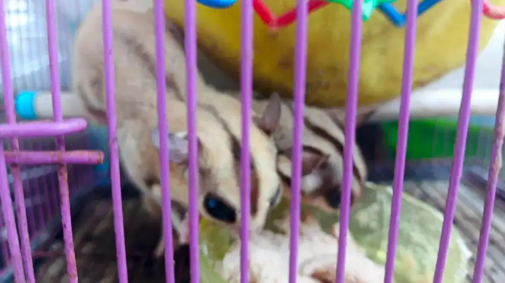 Dijual sugar glider white face & classic grey + kandang + asesoris