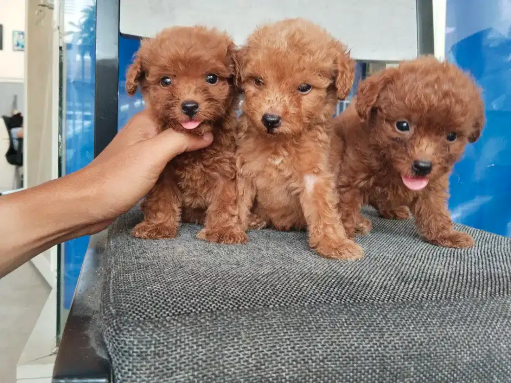 Anakan Puppy pure poodle,2 Betina, 1 Jantan...BORONGAN LEBIH MURAH...