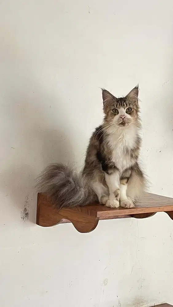 Kucing manecoon betina ped / non ped