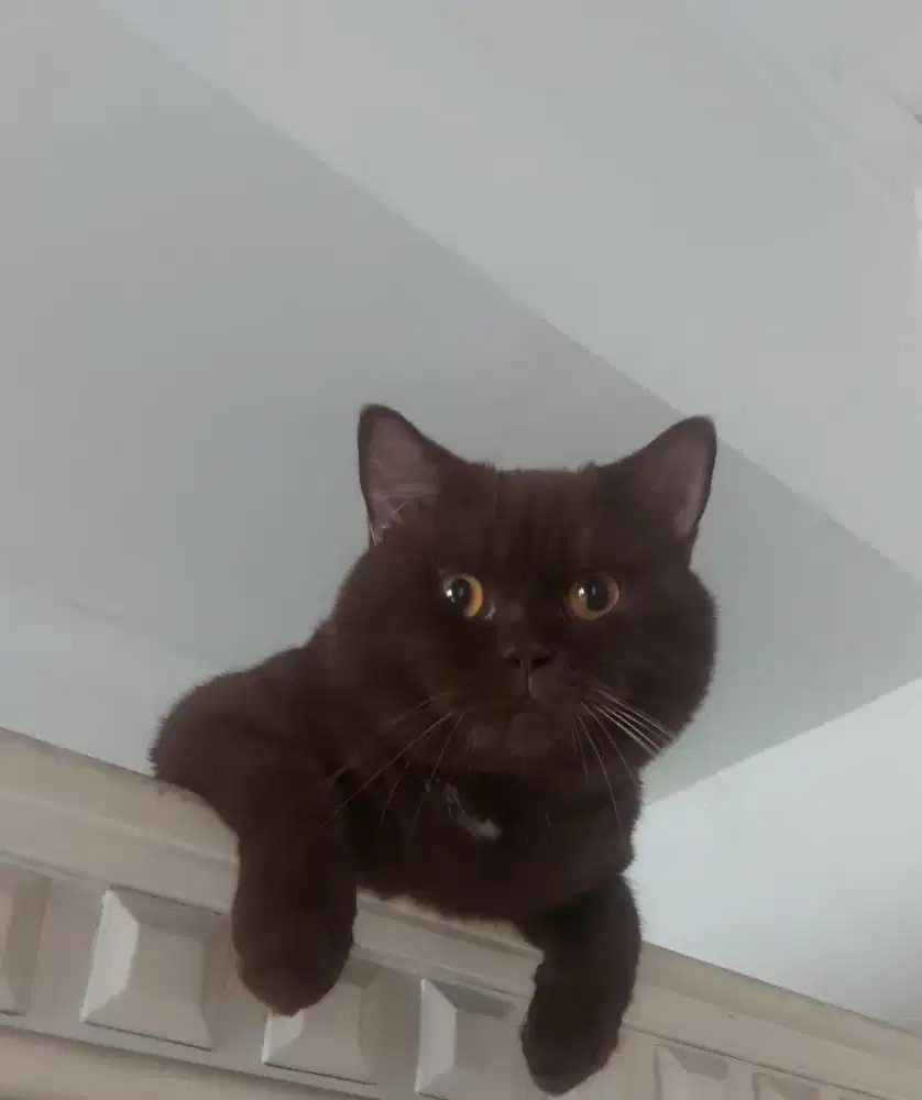 Kucing british shorthair