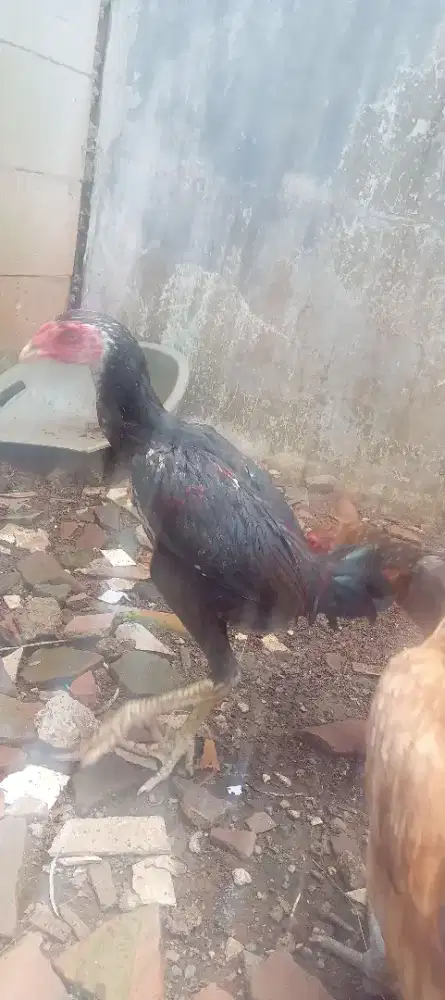 Ayam bangkok Phamakhoy