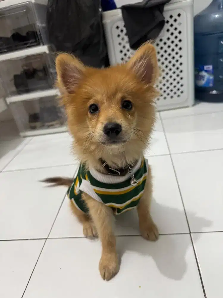 Puppy minipom 3,5 month