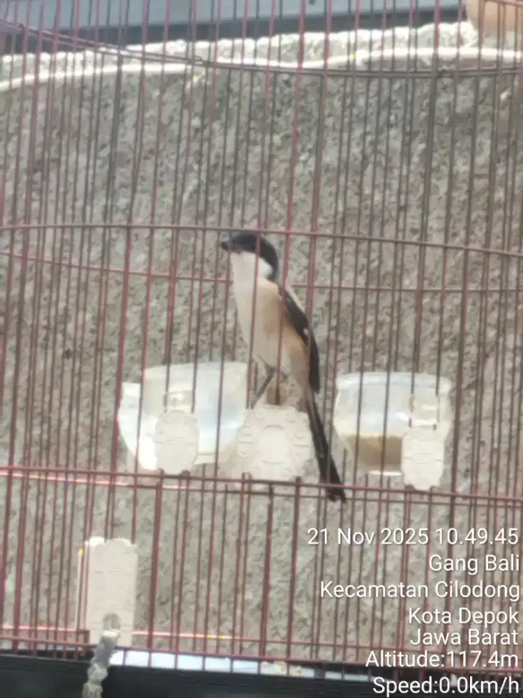 BT ama kenari or jual pentet jatim pastol blm bunyi