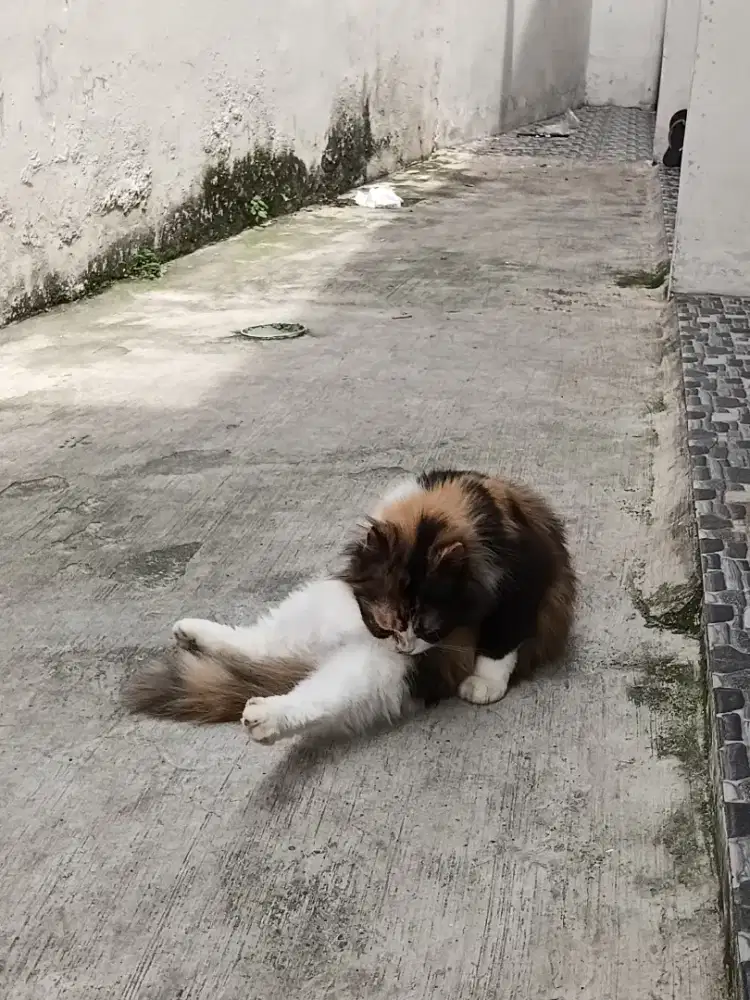 Persia betina calico