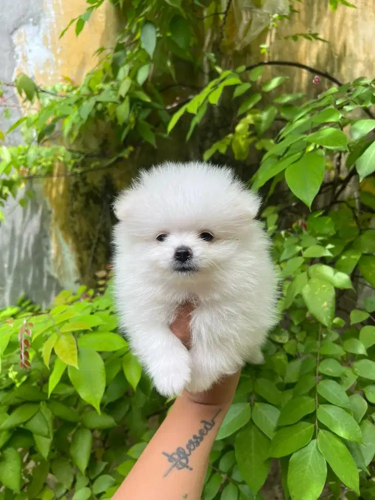 Superminipom jantan stb vaksin