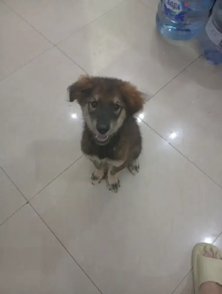 (BUY 1 GET 1 FREE)DIJUAL ANAK ANJING GOBERIAN PURE