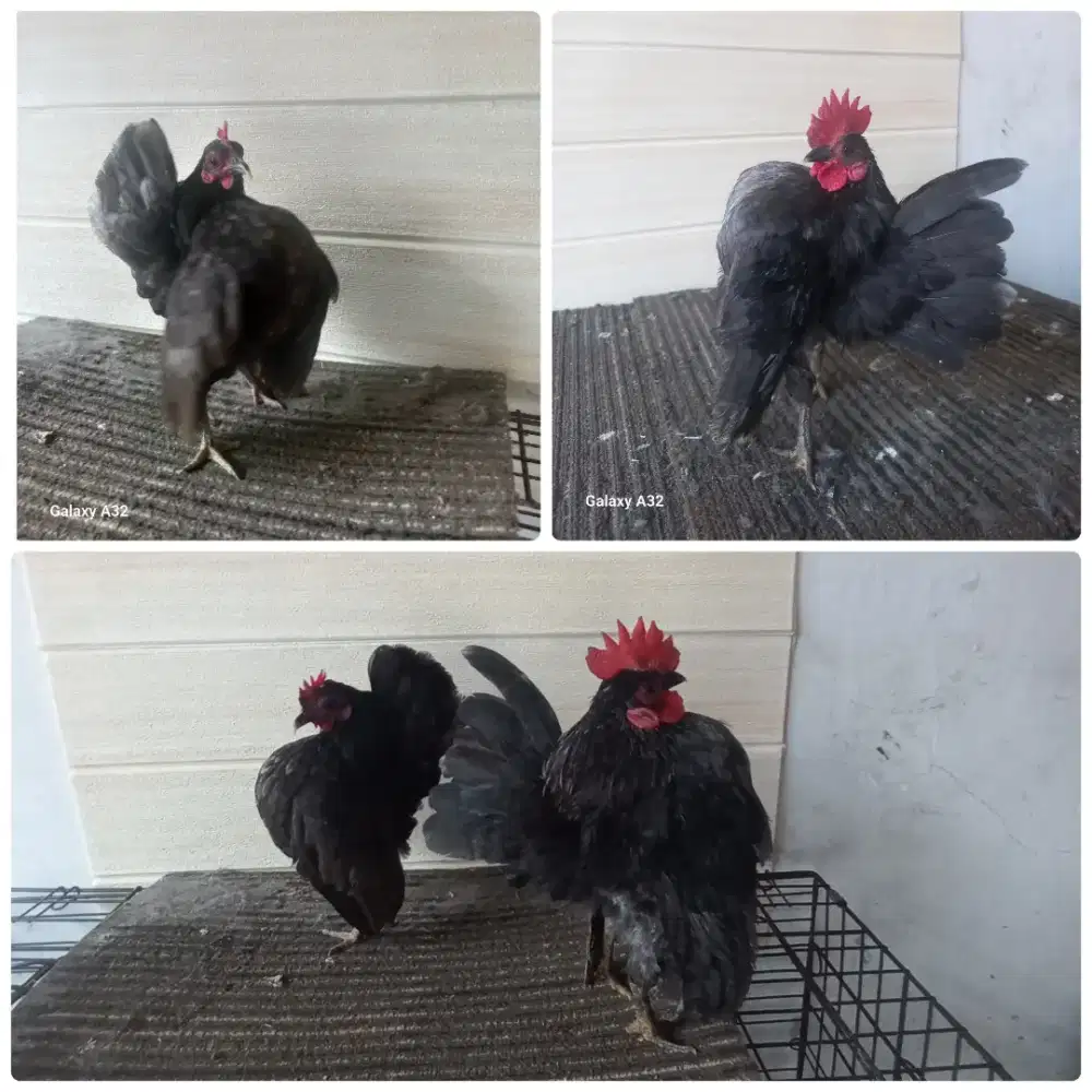 Sepasang serama berkwalitas