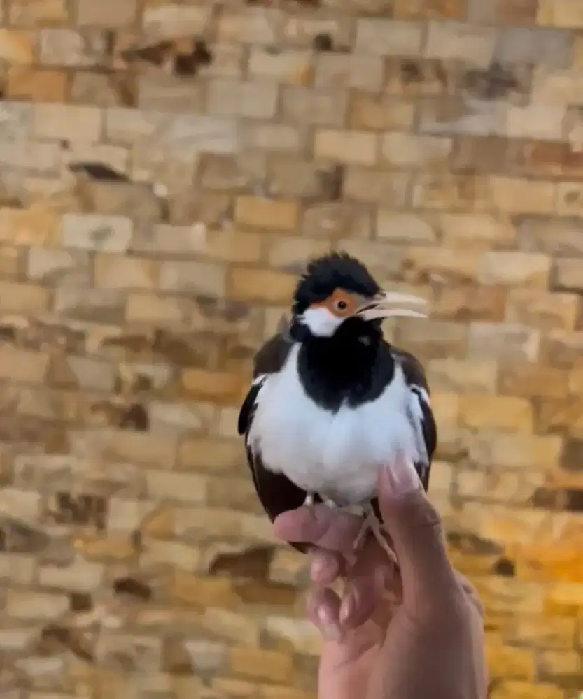 Burung Jalak Suren Jawa Gacor Dor