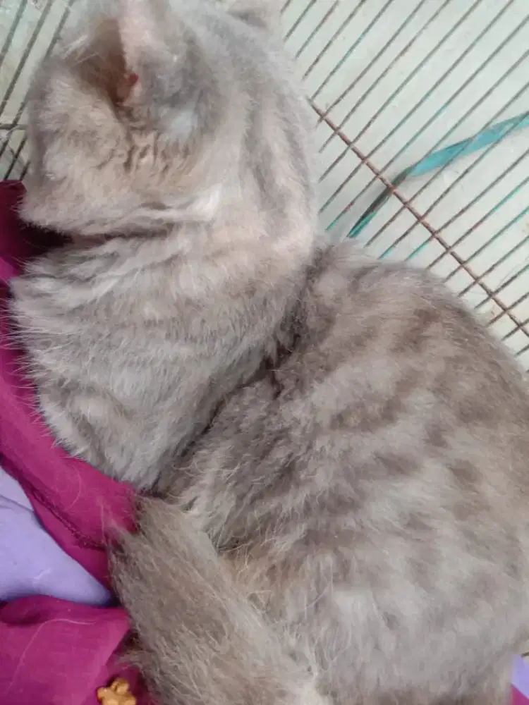 Jual kucing warna abu2 bisa nego