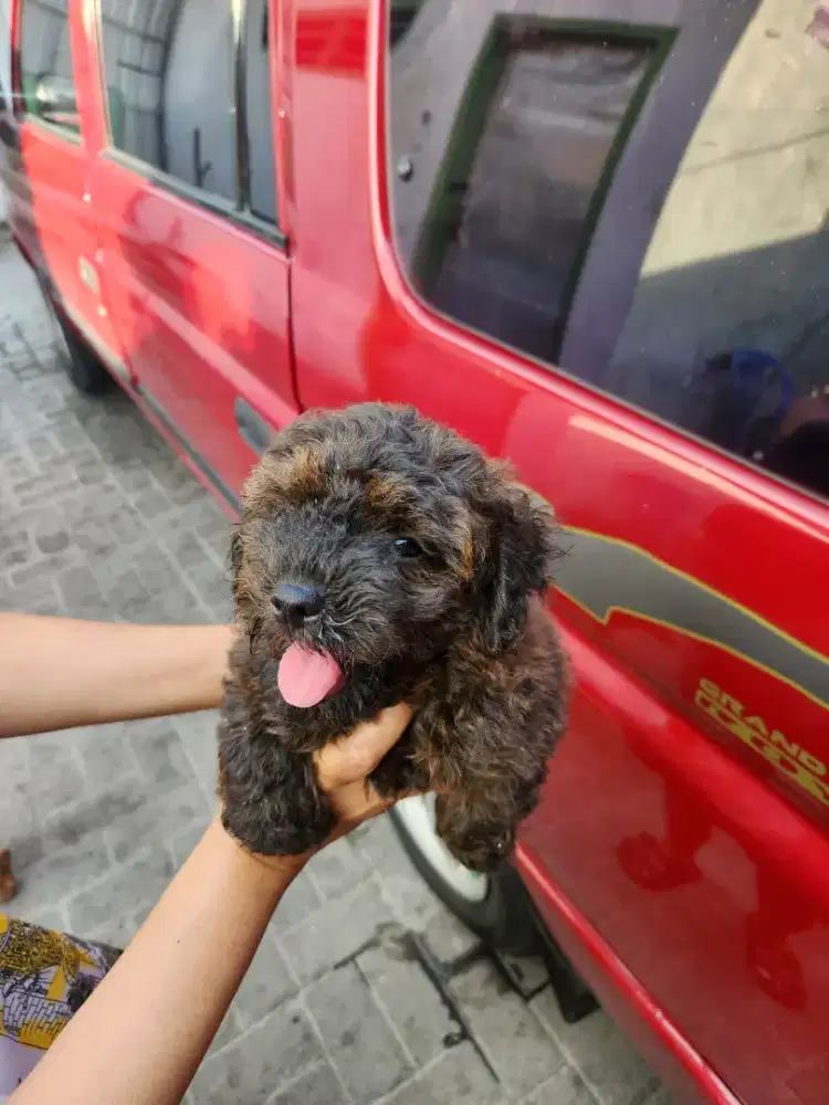 Pure poodle 2 bulan betina