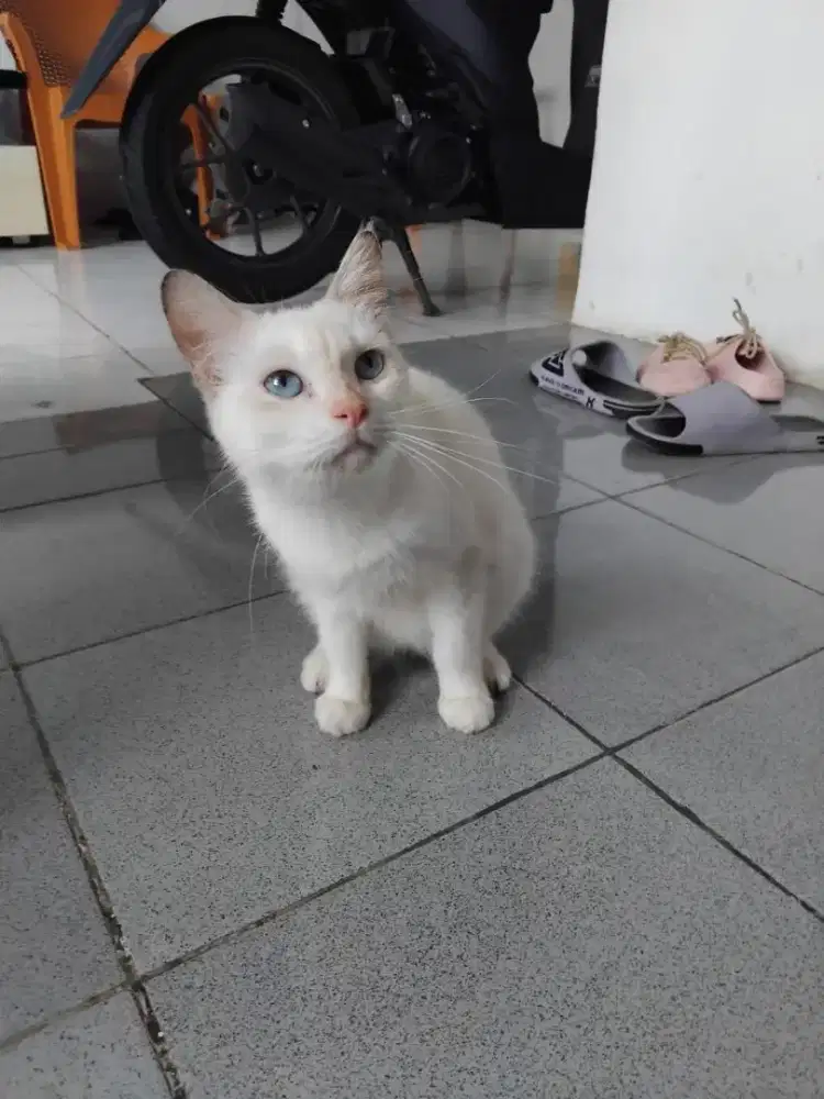 Kucing betina open adop gratis