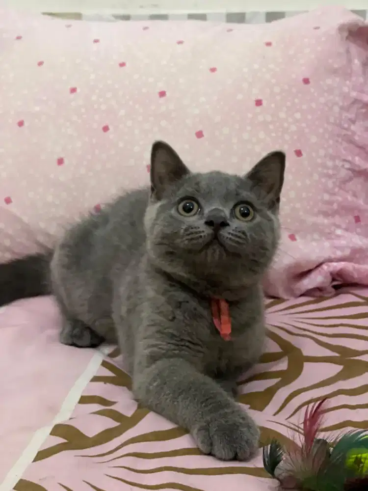 Kucing British Shorthair Blue Jantan