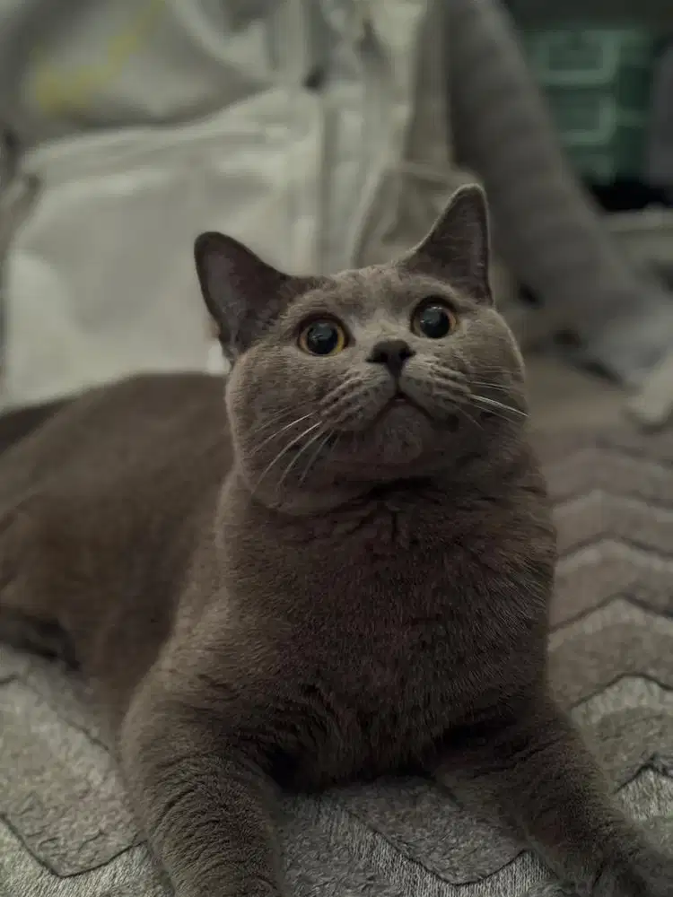 BSH Blue Jantan 1 Tahun — Free Litter, Feeder & Water Fountain!