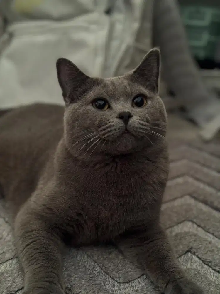 BSH Blue Jantan 1 Tahun — Free Litter, Feeder & Water Fountain!