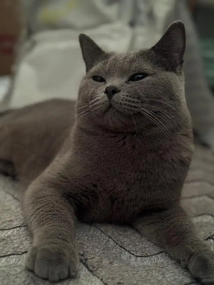 BSH Blue Jantan 1 Tahun — Free Litter, Feeder & Water Fountain!