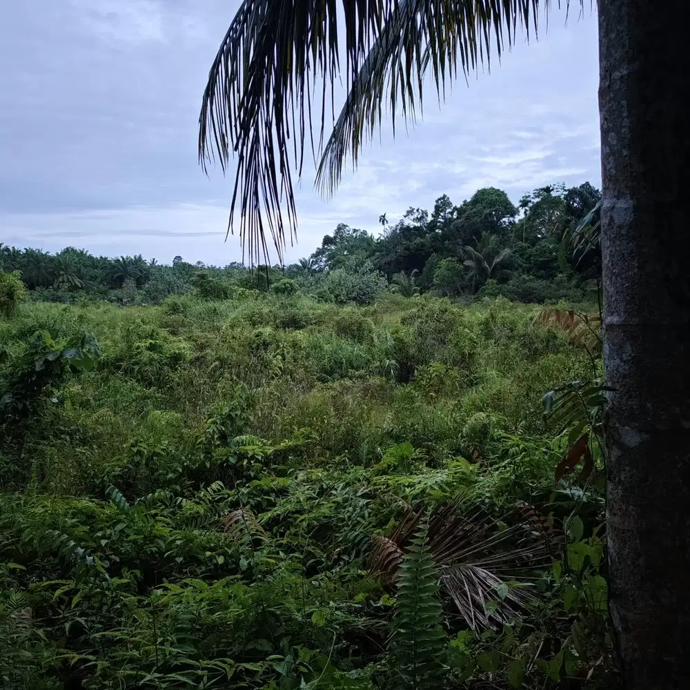 Dijual Tanah 5.210 m² di Pusat Kota Bengkulu Selatan