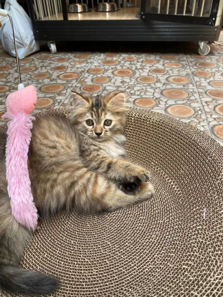 Kucing Persia Long Hair, umur 3.5bln, mandiri pup & pip di litterbox