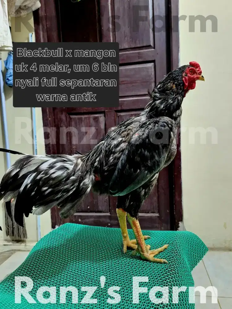 Ayam bangkok black bull