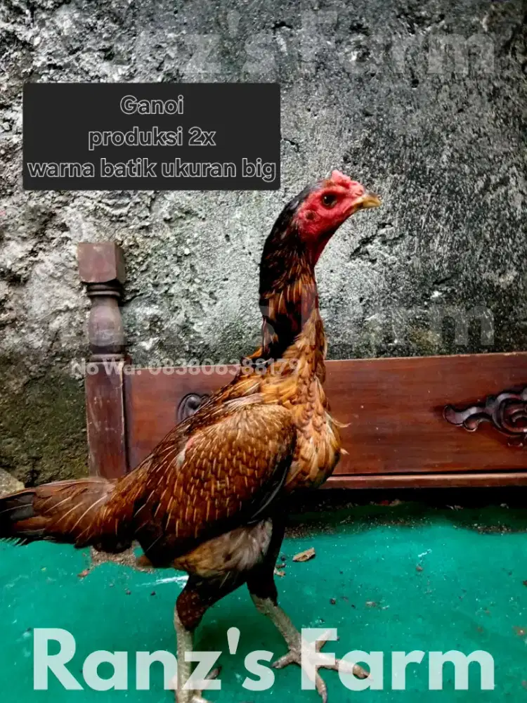 Ayam bangkok betina ganoi